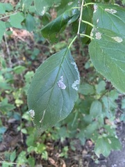 Stigmella rhamnicola