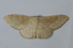 Idaea rubraria