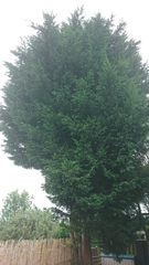 Cupressus × leylandii