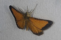 Isturgia limbaria