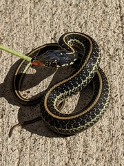 Thamnophis sirtalis annectens