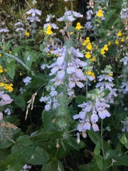 Collinsia tinctoria