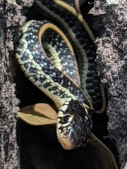 Thamnophis sirtalis annectens