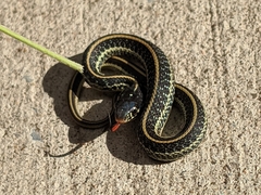Thamnophis sirtalis annectens