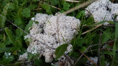 Fuligo cinerea