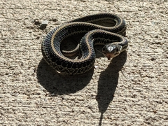 Thamnophis sirtalis annectens