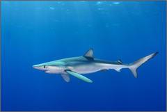 Blue Shark photo 3