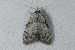 Meganola strigula