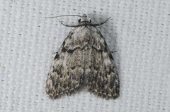 Meganola strigula