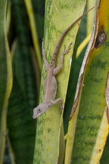 Anolis cristatellus cristatellus