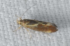 Metalampra