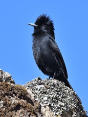 Knipolegus lophotes