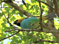 Tangara cyanoventris