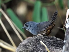 Scytalopus petrophilus