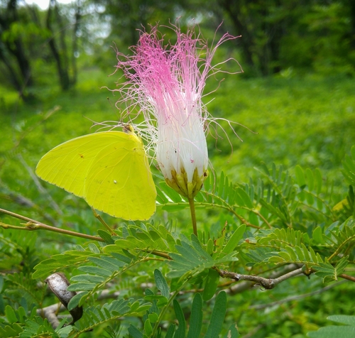 Calliandra bijuga observed 2016-07-10