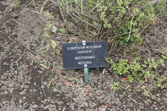 Clinopodium mexicanum