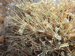 Astragalus tragacantha