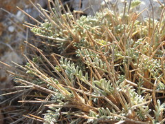 Astragalus tragacantha