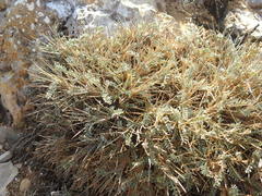 Astragalus tragacantha