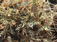 Astragalus tragacantha