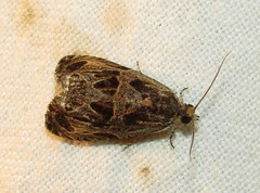 Olethreutes permundana