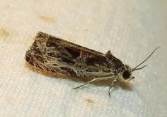 Olethreutes permundana