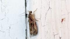 Olethreutes permundana