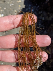 Gracilariaceae