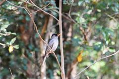 Hypsipetes madagascariensis