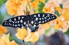 Pharmacophagus antenor