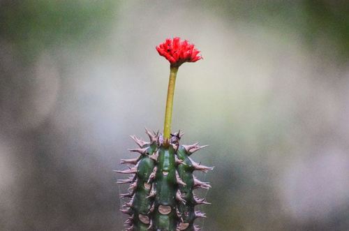 Euphorbia viguieri image