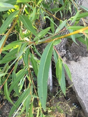 Salix