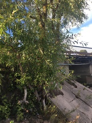 Salix