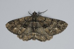 Peribatodes ilicaria