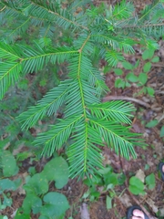 Taxus canadensis