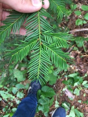 Taxus canadensis