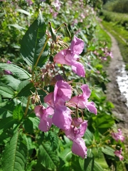 Impatiens glandulifera