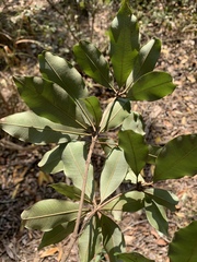 Englerophytum natalense
