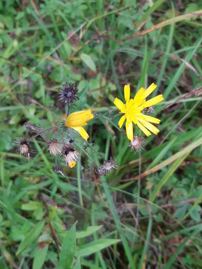 Hieracium cruentifolium