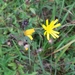 Hieracium cruentifolium - Photo no rights reserved, uploaded by Jacob Read