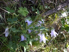 Campanula sarmatica