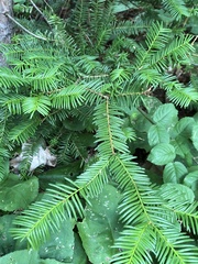 Taxus canadensis