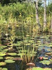 Xyris fimbriata