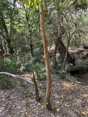 Englerophytum natalense