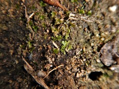 Botrydium