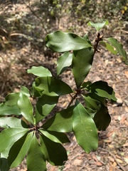 Englerophytum natalense