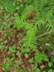 Taxus canadensis
