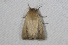 Sesamia nonagrioides