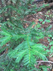 Taxus canadensis