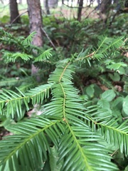 Taxus canadensis